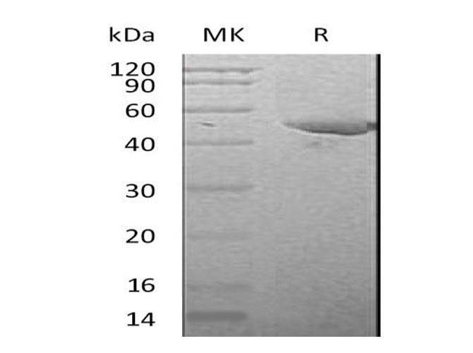 Валидация Elabscience PKSM041124(5041)