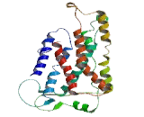 Taste Receptor Type 2 Member 31 (TAS2R31) Taste Receptor Type 2 Member 31 (TAS2R31)