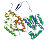 6-Phosphofructo-2-Kinase/Fructose-2,6-Biphosphatase 3 (PFKFB3)