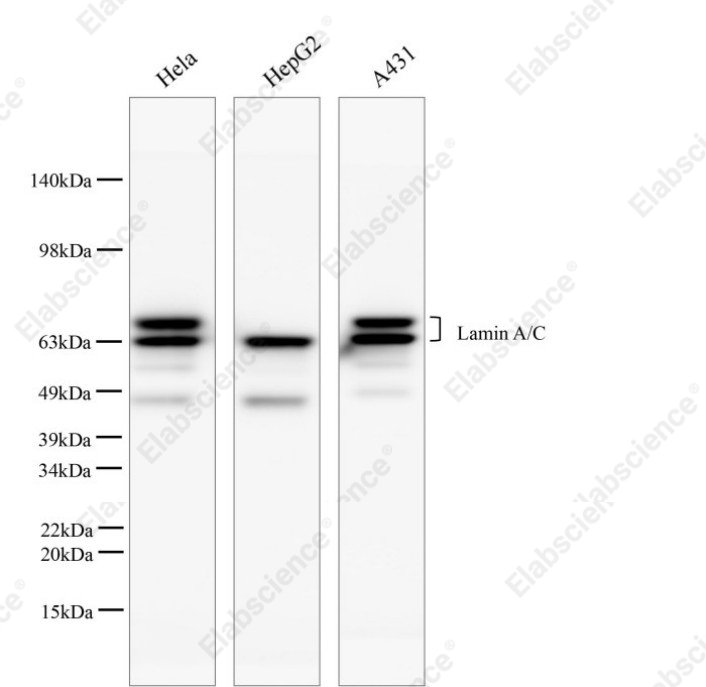 Вестерн-блоттинг, Lamin A/C, клеточные линии SH-SY5Y, HL-60, U-87 MG и Hep G2