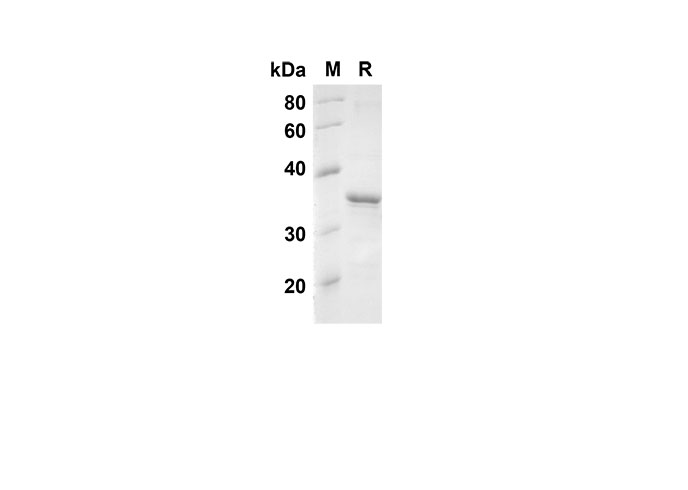 Валидация Elabscience PDEH100516(32)