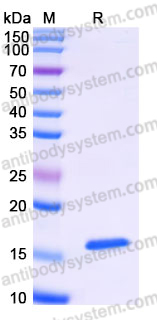 YHJ40602, SDS-PAGE