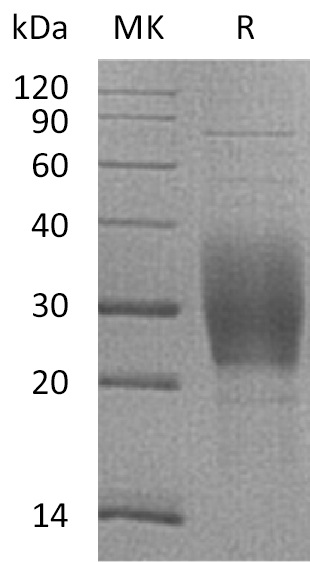 Валидация Elabscience PKSM041174(5082)