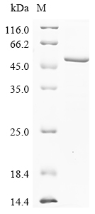 SDS-PAGE