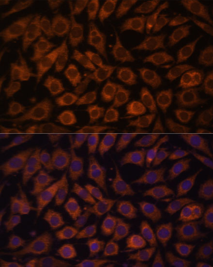 Валидация Elabscience E-AB-65840