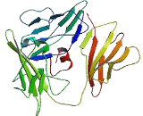 Interleukin 1 Receptor Type I (IL1R1) Interleukin 1 Receptor Type I (IL1R1)