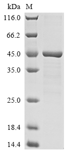 SDS-PAGE