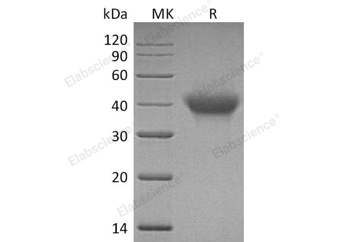 Валидация Elabscience PKSH032651(3086)