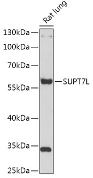 Валидация Elabscience E-AB-91828