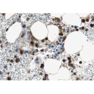 Валидация Affinity AF3475 - 1996