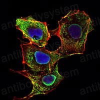 Валидация IF - AntibodySystem RHF75506