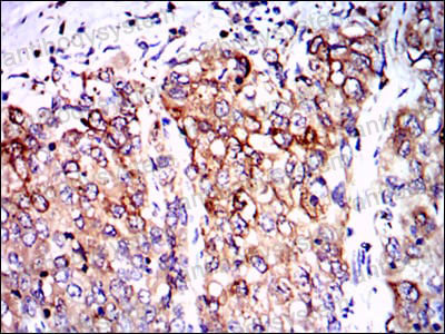 Валидация AntibodySystem RHH05001