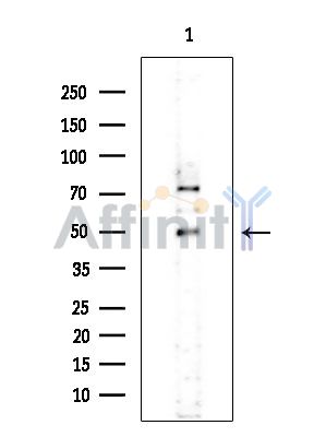 Валидация Affinity DF15505 - 11882