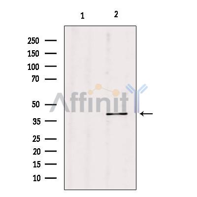 Валидация Affinity DF7081 - 18724