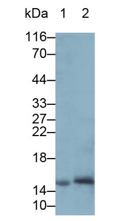 28085