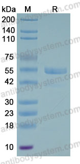 EHB97401, SDS-PAGE