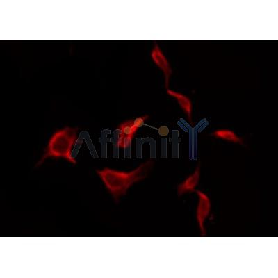 Валидация Affinity DF7955 - 19787