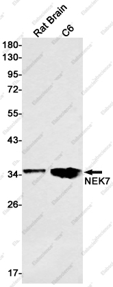 Вестерн-блоттинг, NEK7, ткань мозга крысы и клетки C6