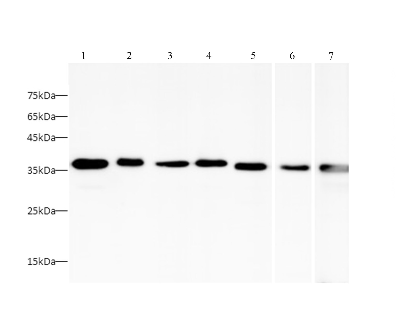 Валидация Elabscience AN00296HP