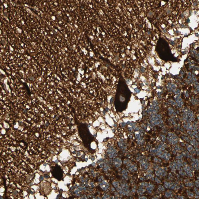 Валидация AssayVector ARM2578(4667)