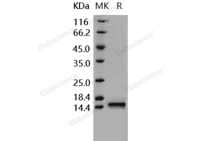 Валидация Elabscience PKSH031609(2271)
