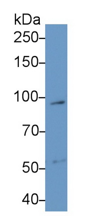 48535