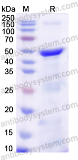 Валидация AntibodySystem YHD91301