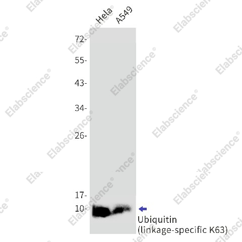 Вестерн-блоттинг, Ubiquitin (K63), клетки HeLa и A549