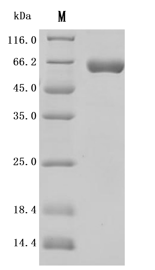 SDS-PAGE
