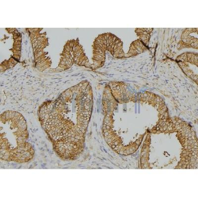 Валидация Affinity AF5480 - 3156