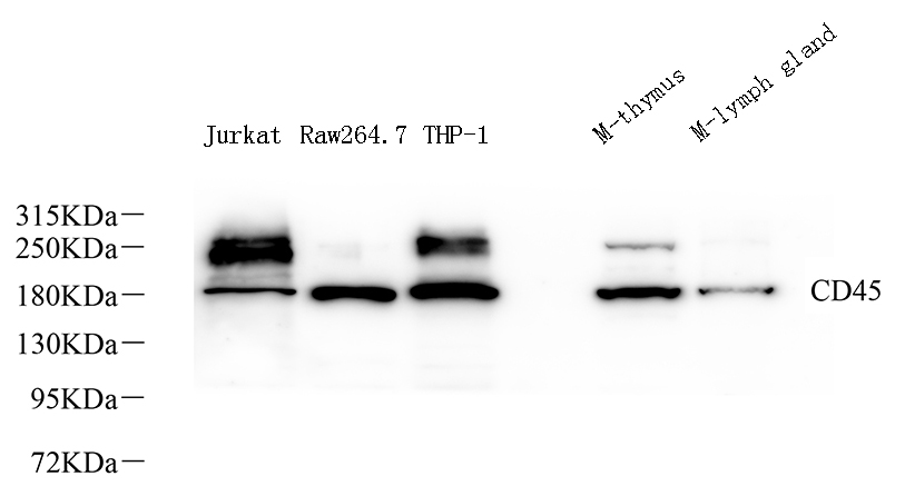 Валидация Elabscience E-AB-70378