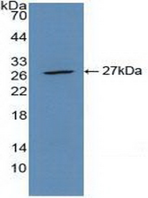 54677