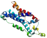 Adrenomedullin Receptor (AMR) Adrenomedullin Receptor (AMR)
