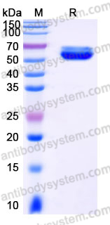 AHH72403, SDS-PAGE