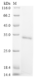 SDS-PAGE