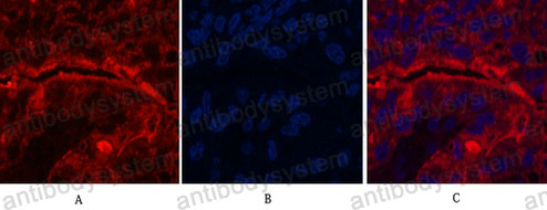 Валидация IF - AntibodySystem RHD50005