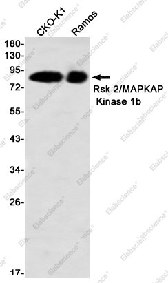 Вестерн-блоттинг, Rsk 2/MAPKAP Kinase 1b, клетки CHO-K1 и Ramos