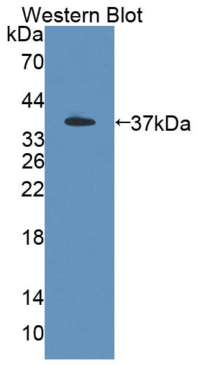 53169