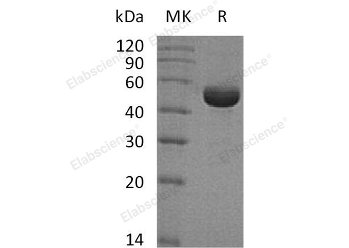 Валидация Elabscience PKSH033029(3408)