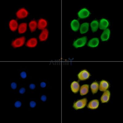 Валидация Affinity DF14448 - 10418