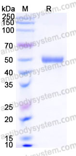 YHF49201, SDS-PAGE