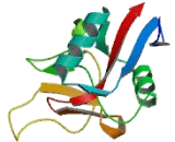 C-Type Lectin Domain Family 10, Member A (CLEC10A) C-Type Lectin Domain Family 10, Member A (CLEC10A)