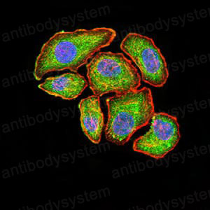 Валидация IF - AntibodySystem RHD12607 (536)
