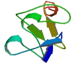 Cysteine And Glycine Rich Protein 2 (CSRP2) Cysteine And Glycine Rich Protein 2 (CSRP2)