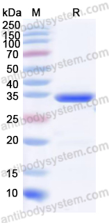 Валидация AntibodySystem YMG84901