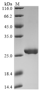 SDS-PAGE