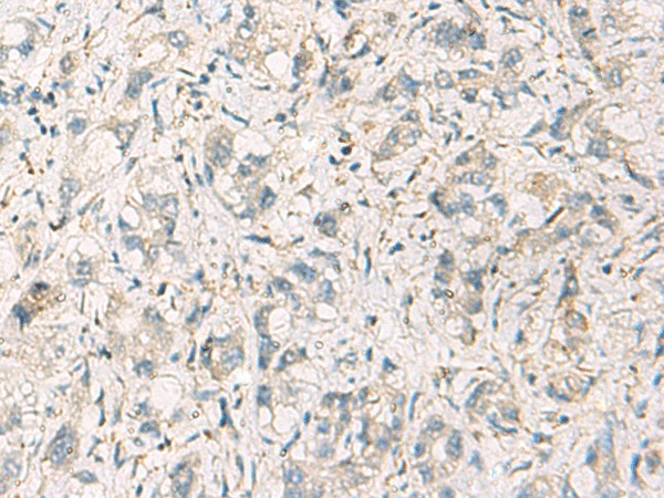 Валидация Elabscience E-AB-19196