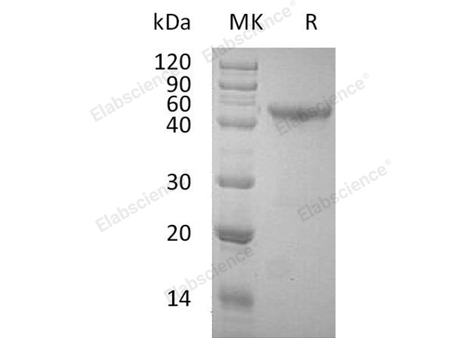 Валидация Elabscience PKSH032844(3255)