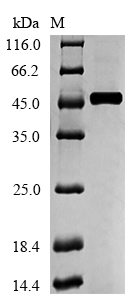 SDS-PAGE