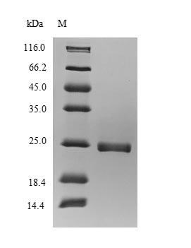 SDS-PAGE